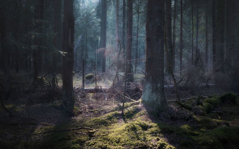 В весеннем лесу фото превью