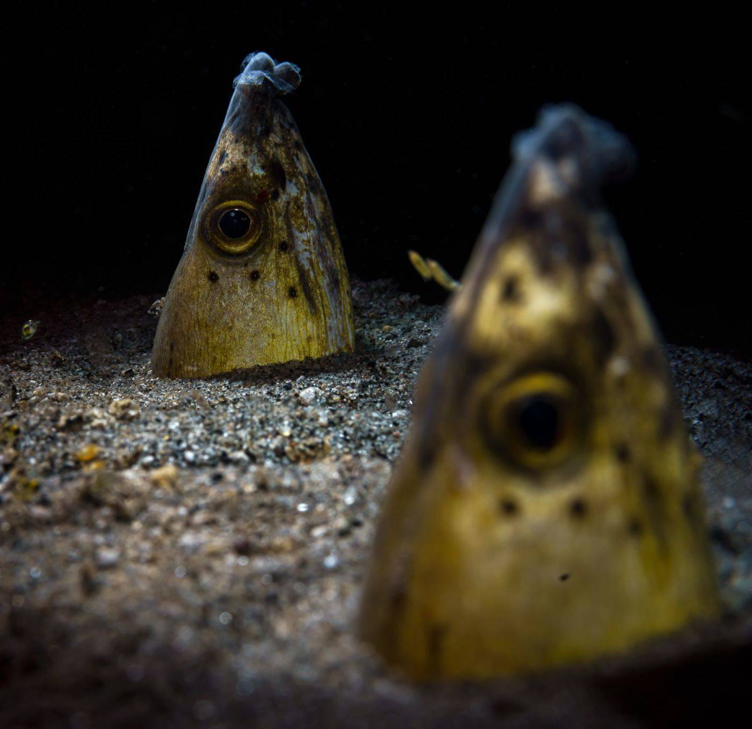 , Савин Андрей