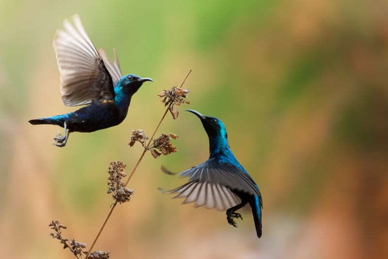 Sunbird Hovering фото превью