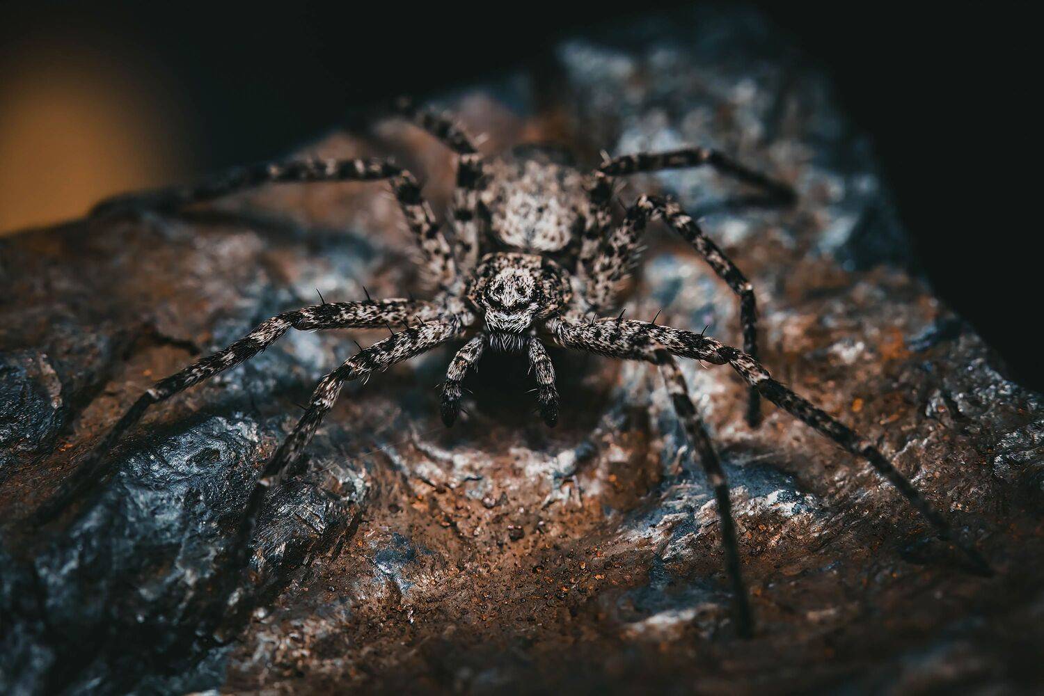 spider, arachnid, photoeffect, nature, macrophoto, macrophotography, Stephane