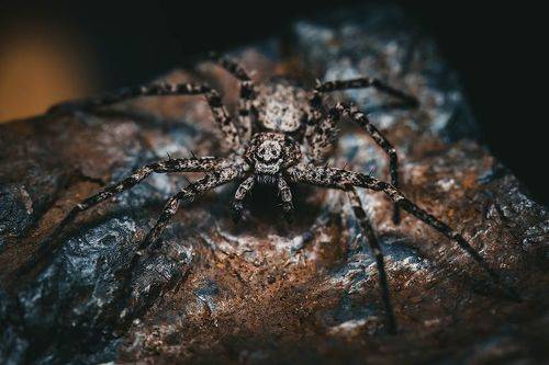 Running crab-spider