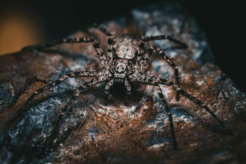 Running crab-spider фото превью