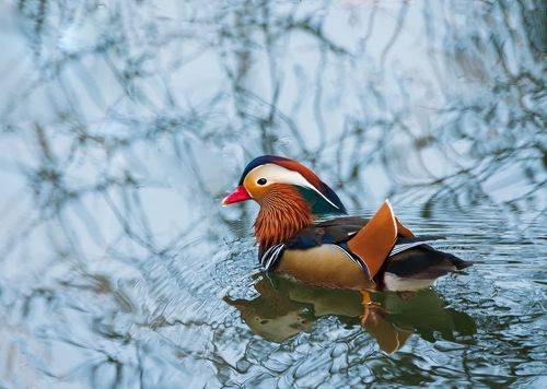 Про мандаринок