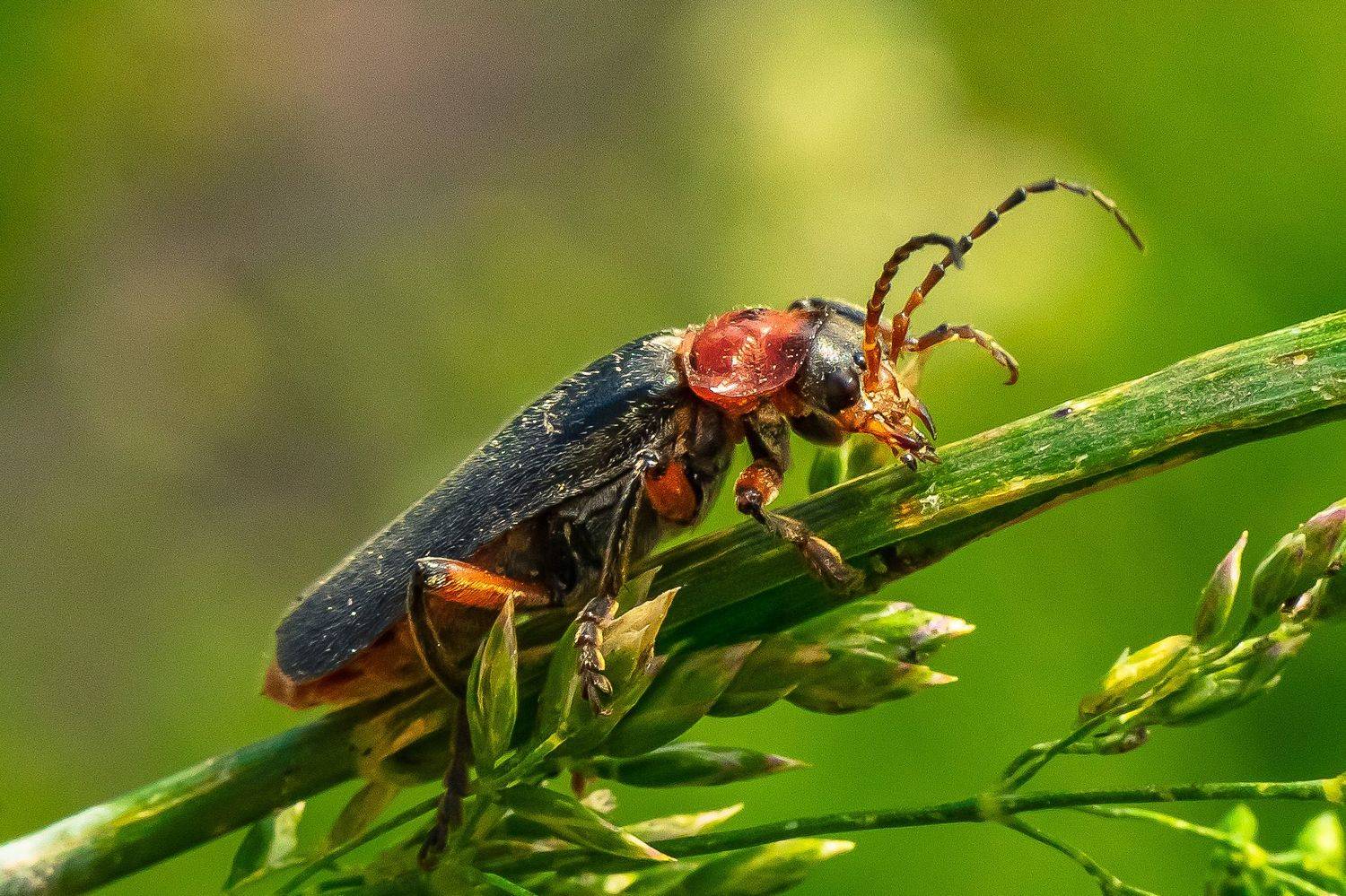 жук пожарник, макро,, Николай Бологов
