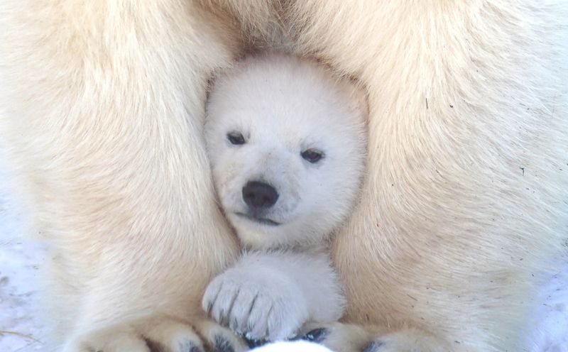 мишка фото превью