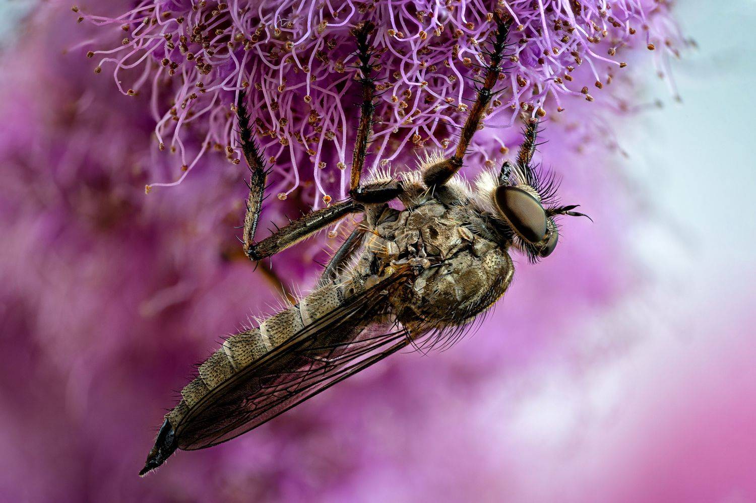 , Антон Финевич