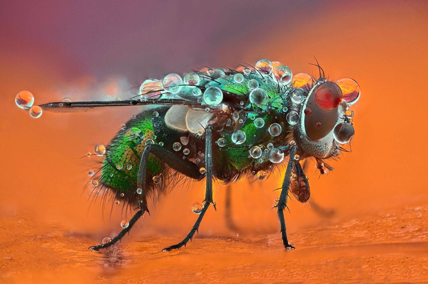 ceclii,macro, Ganev Tsvetan