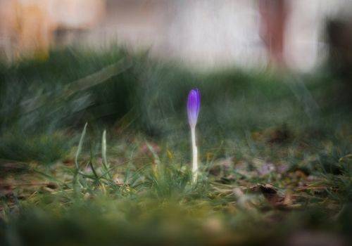 Первые Боспорские крокусы.