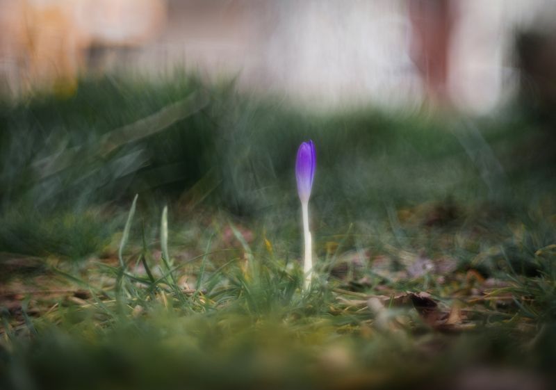 Первые Боспорские крокусы. фото превью