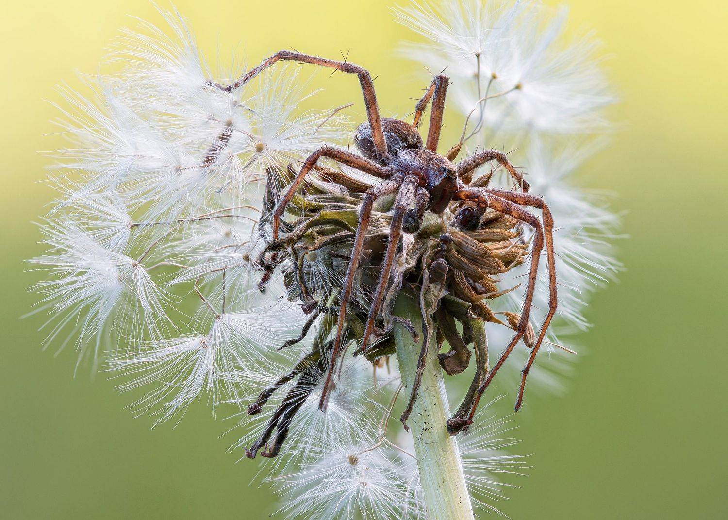 , Кузнецов Дмитрий