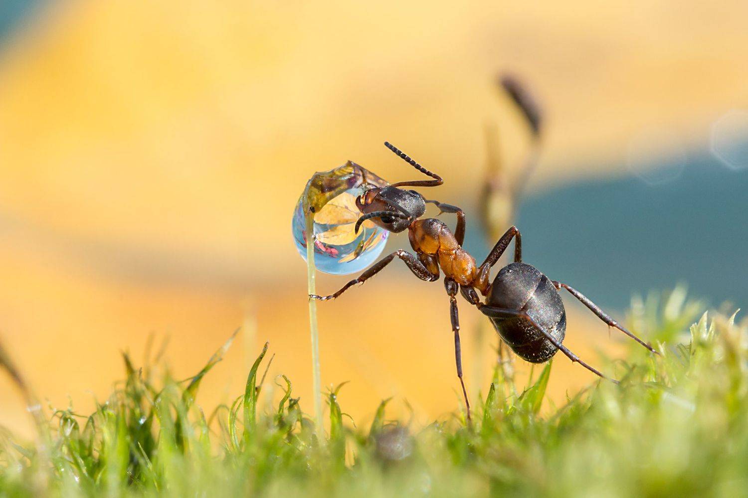 муравьиные истории, муравей, капелька, осень, Koledova Irina