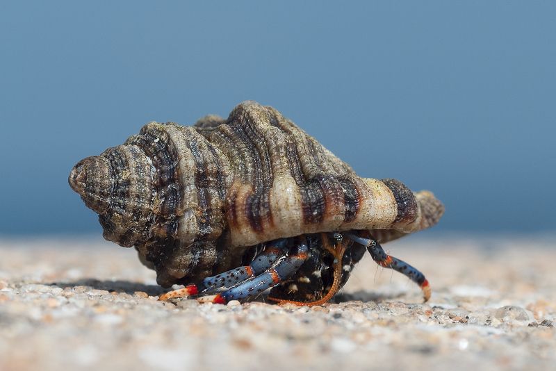 atlas фото превью