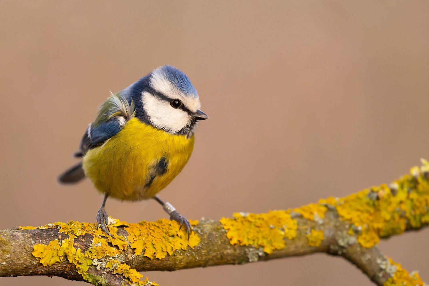 , Robert Adamec