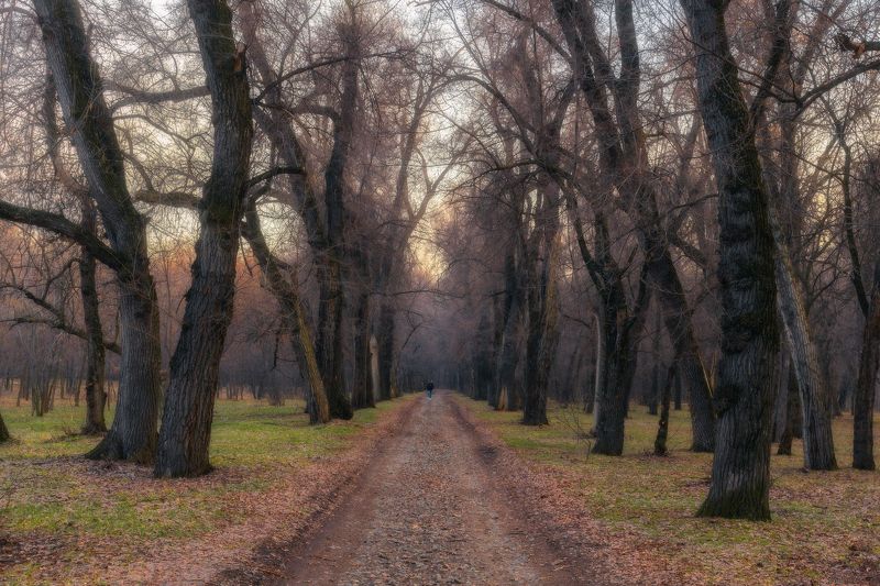 весна, март, природа, вечер, свет, цвет, трава, листья, деревья, аллея, роща, человек, фотография Ранняя весна... фото превью