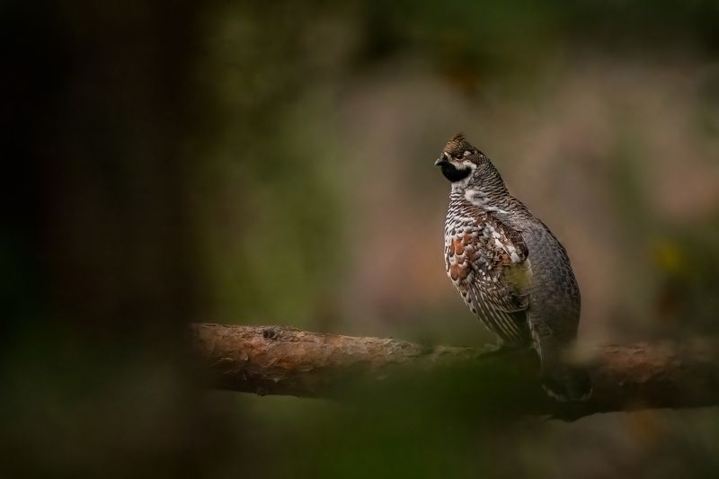 Hazel grouse (Tetrastes bonasia) фото превью