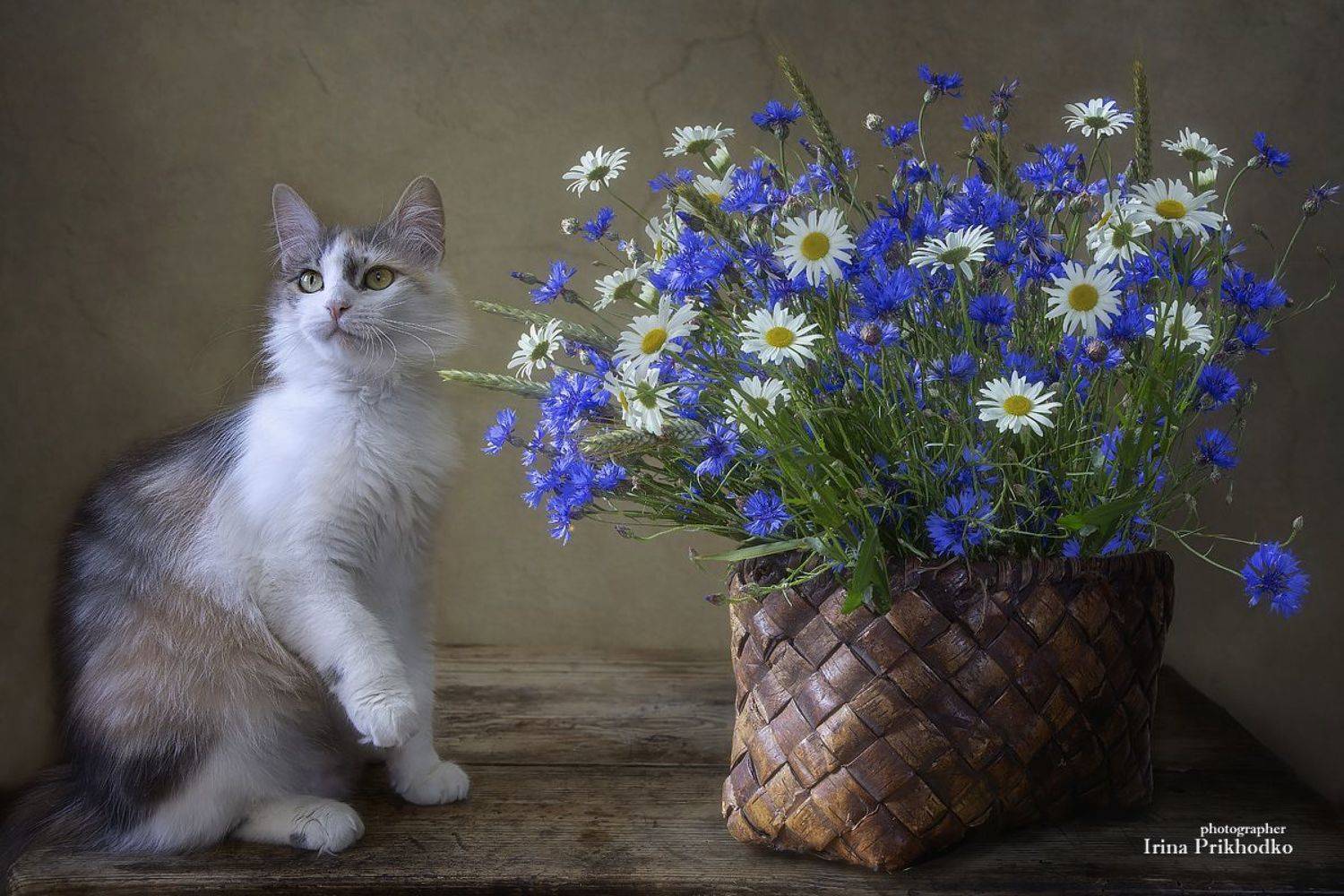 натюрморт, цветы, полевые, кошка, домашние питомцы, васильки, ромашки, Приходько Ирина