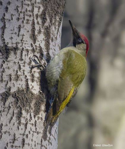 European green woodpecker