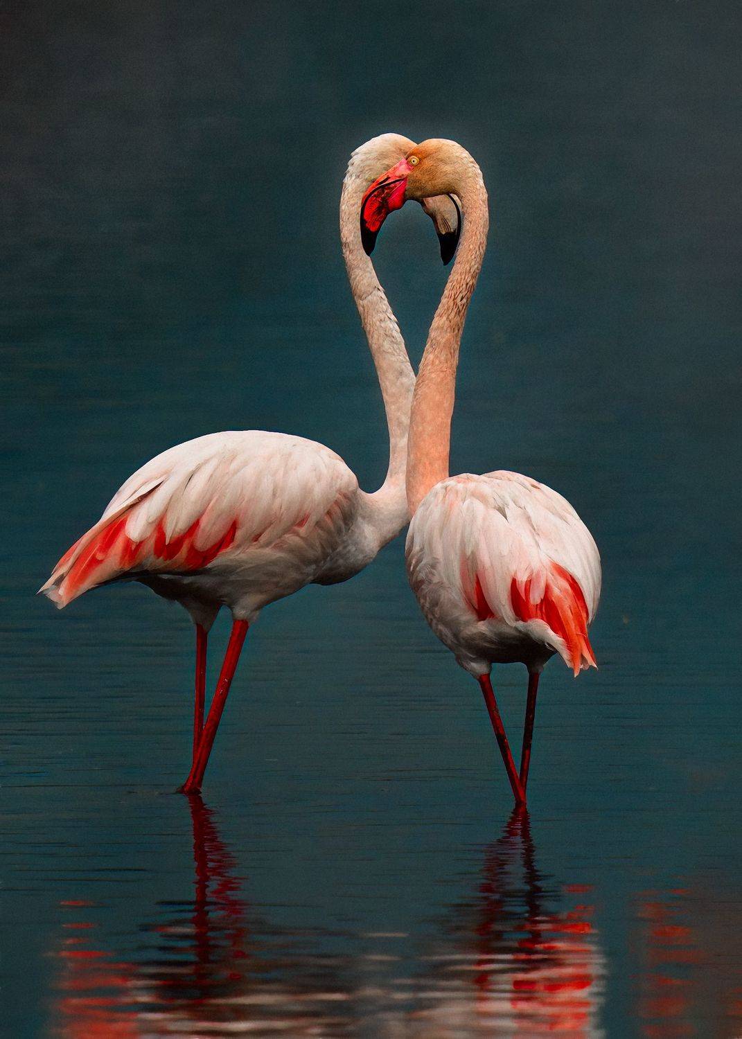 , Шварцман Евгений