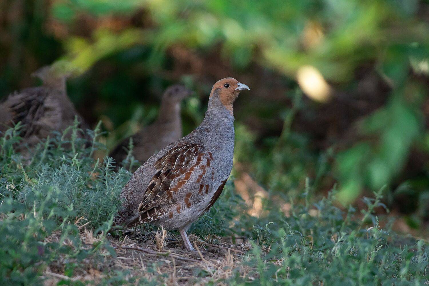 volgograd, russia, wildlife, Perdix perdix,, Сторчилов Павел