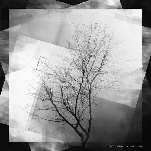 Одинокий клён