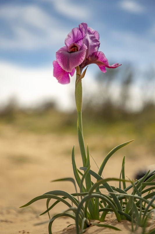 Iris flower фото превью