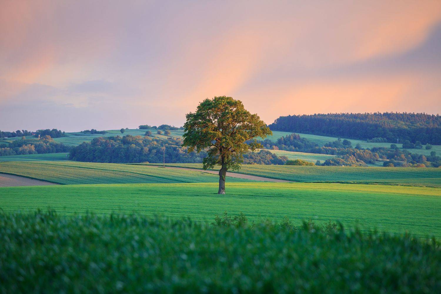 ,  Mirosław Pruchnicki