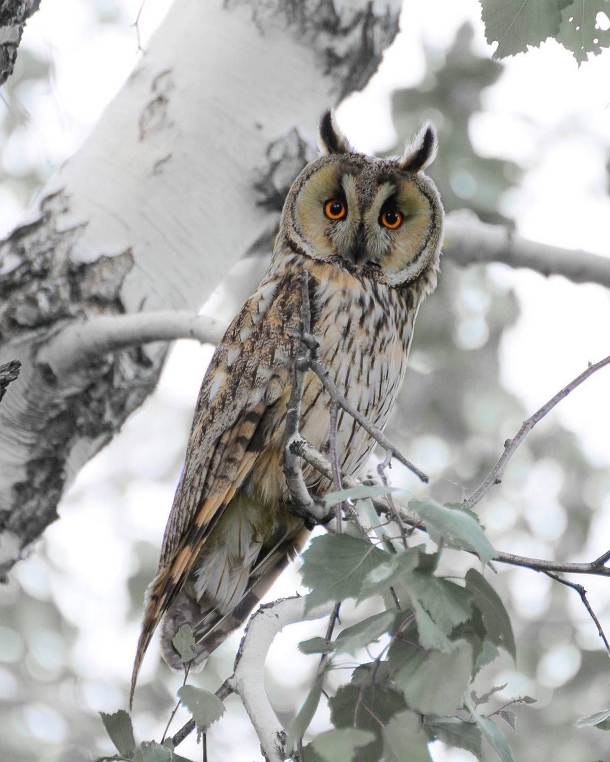 , Александр Степочкин