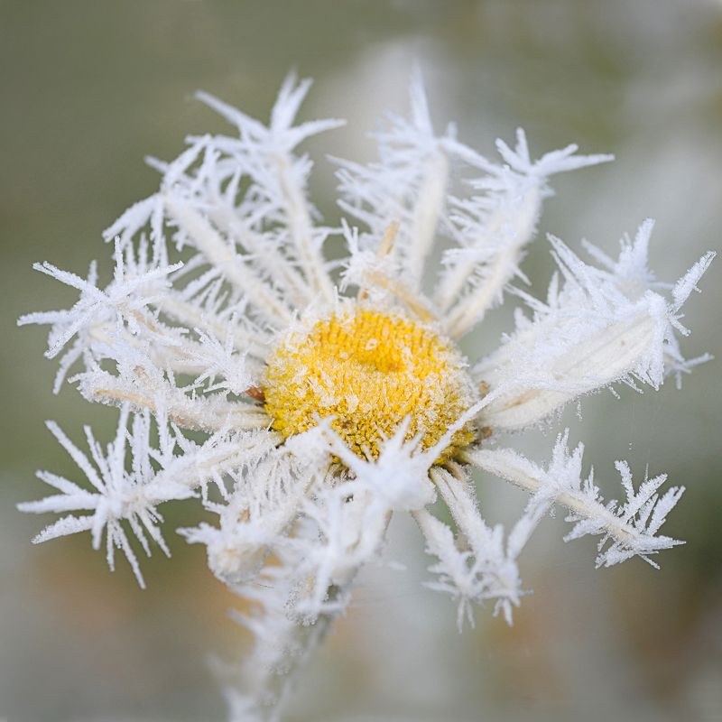 Ромашка фото превью
