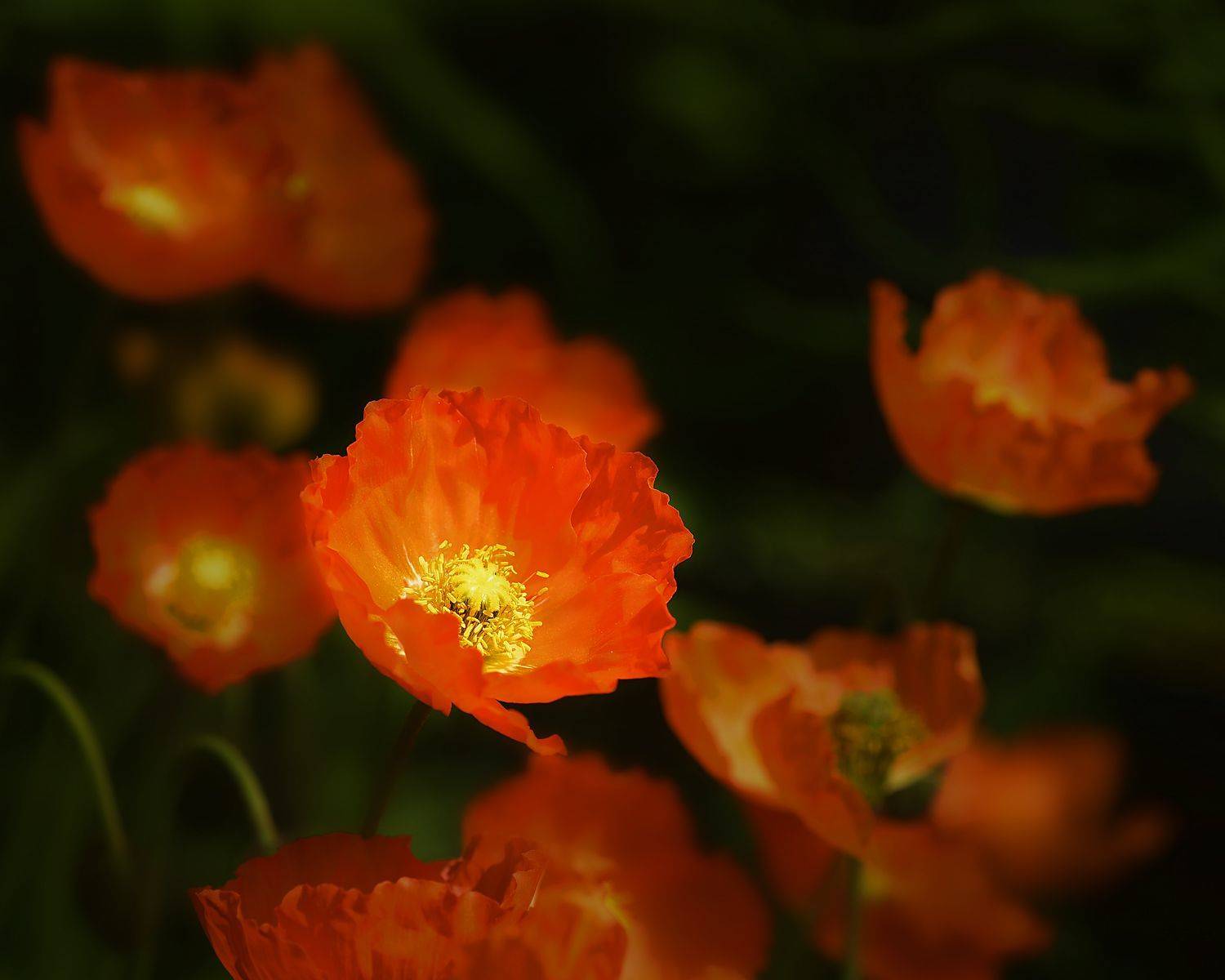 , Александр Степочкин