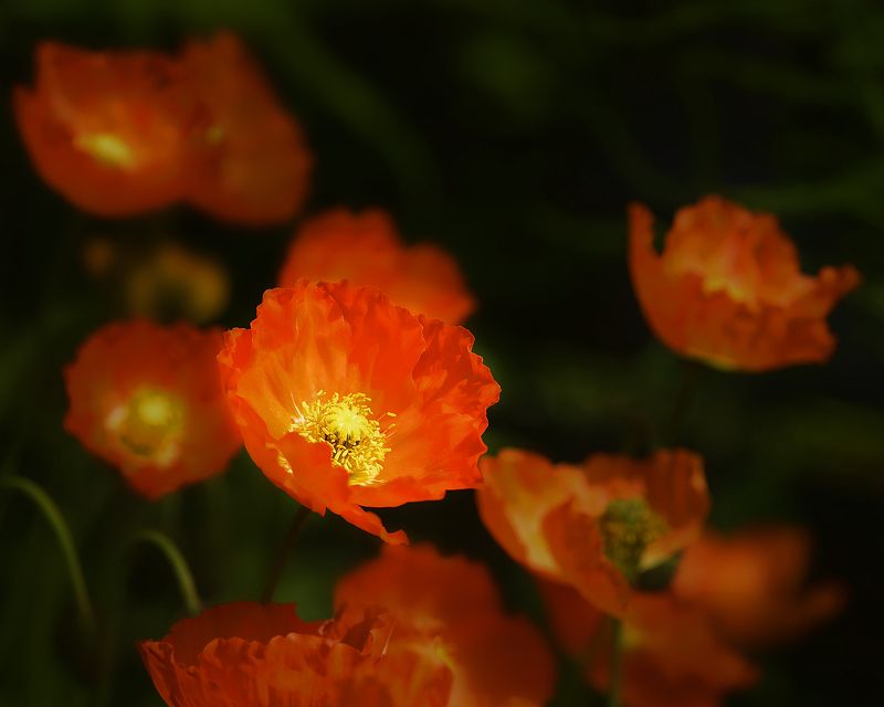 Маки фото превью