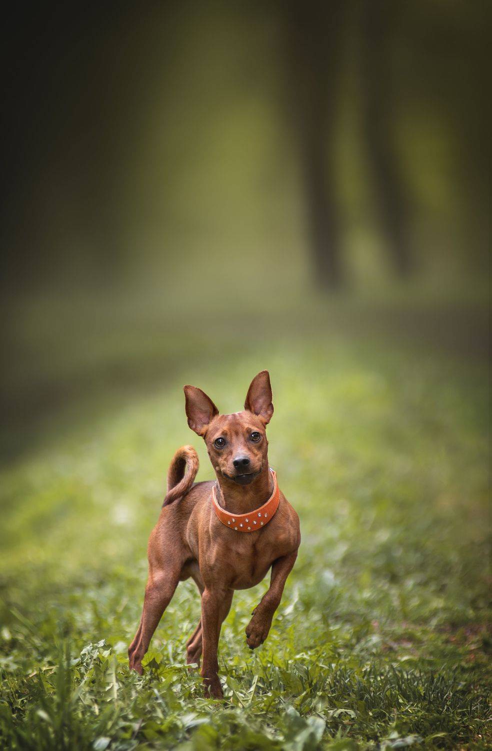 , Коптилина Галина