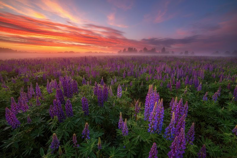про люпины и не только фото превью