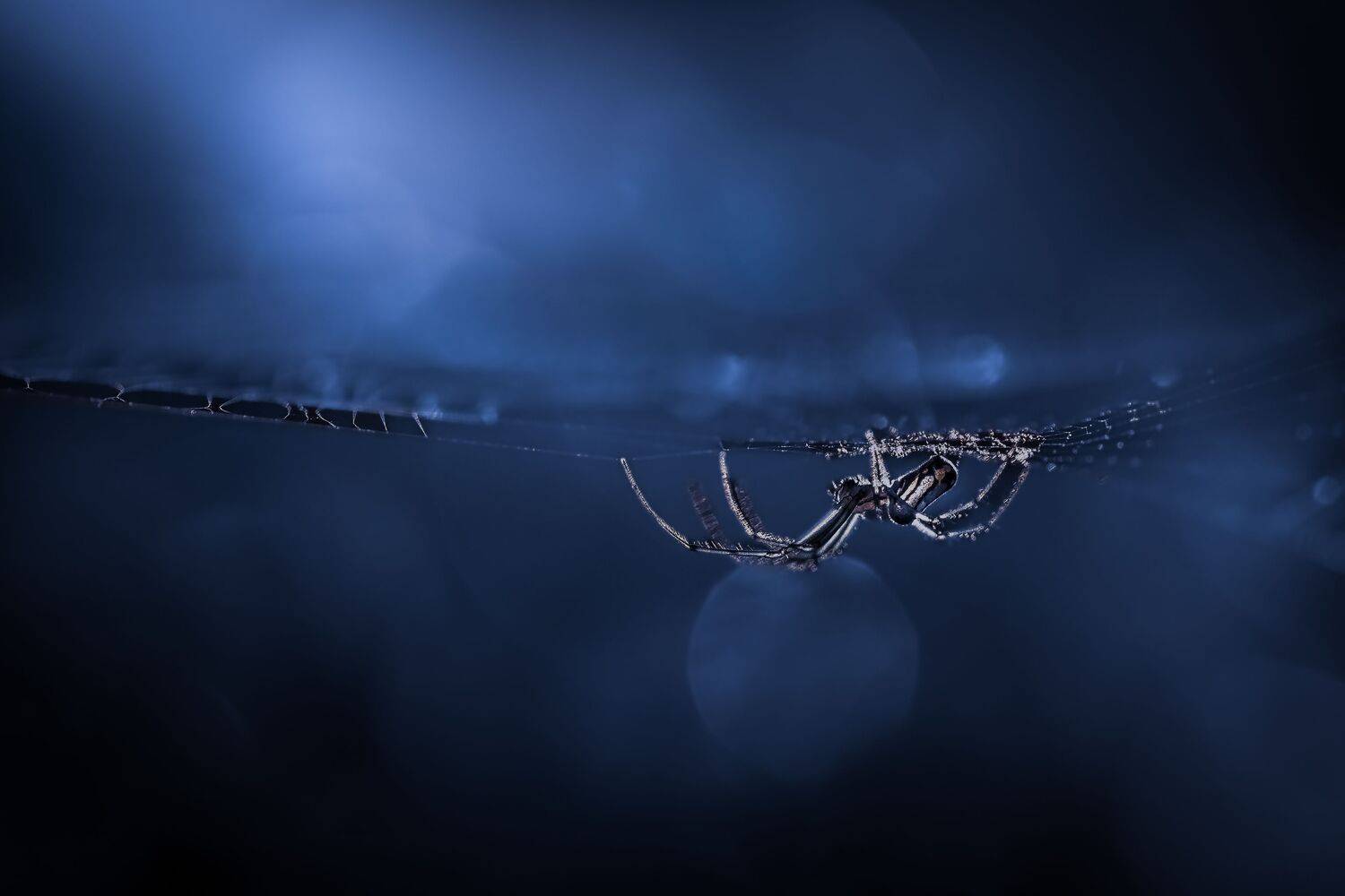 spider, animal, wild, insect, arachnid, leaf, macro,, Atul Saluja