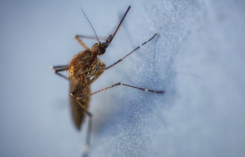 The far Russian north mosquito фото превью