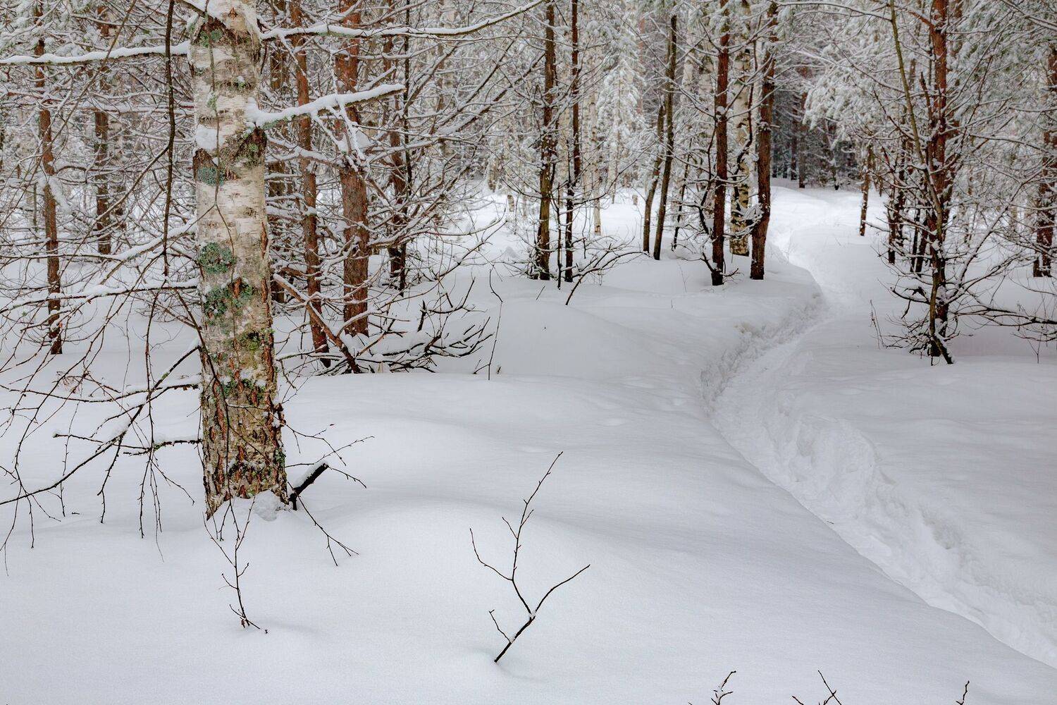 лес, зима, сугробы, тропинка, Юрий Морозов