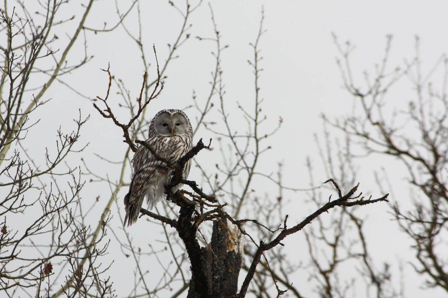 сова, длиннохвостая_неясыть, strix_uralensis, КарОл
