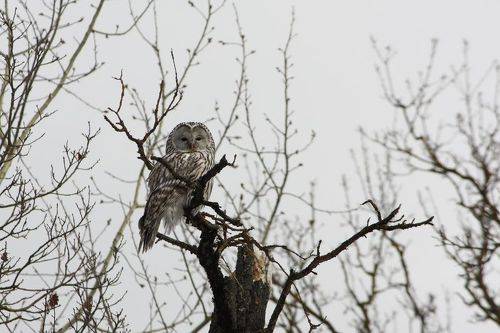 Длиннохвостая, или уральская неясыть