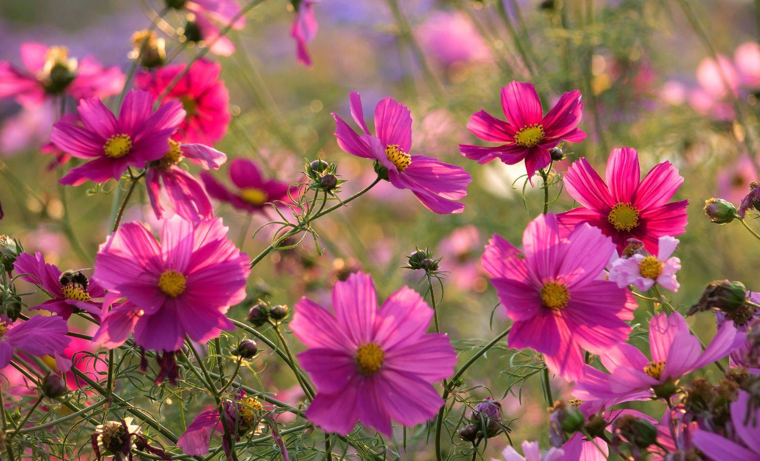 макро,цветы,природа,флора, лето,осень,космея,, Антонина Яновска