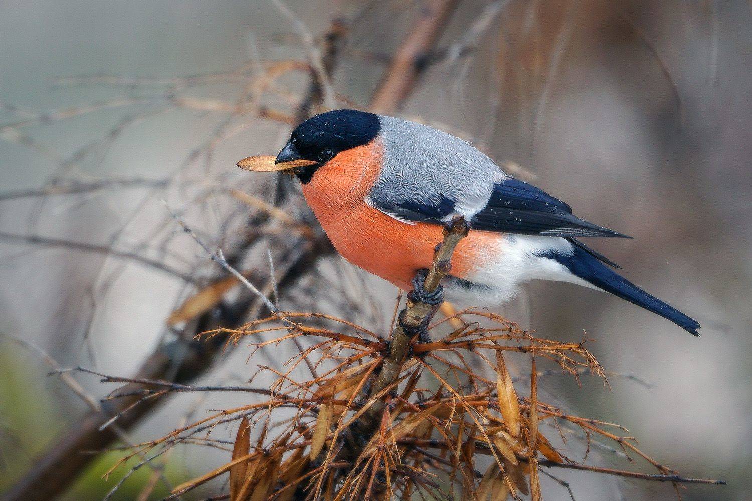 , Тябин Владислав