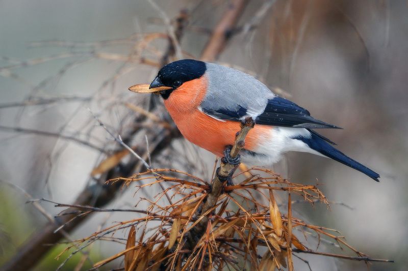 Снегирь  фото превью