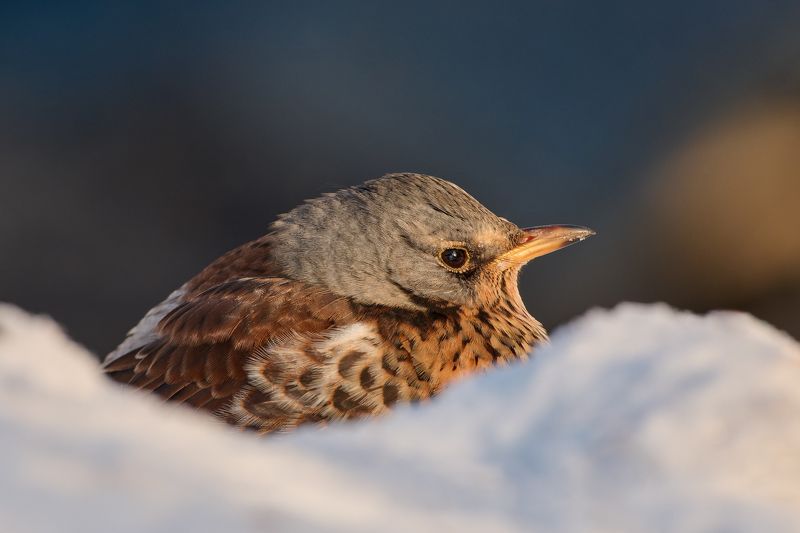#bird #wildlife #nature #birdphotography Дрозд-рябинник фото превью