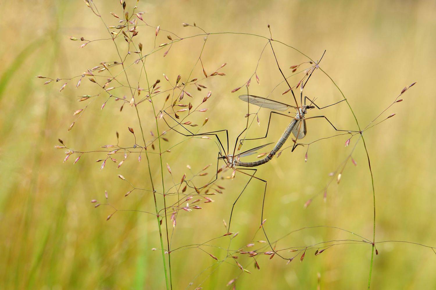 , Чистяков Андрей