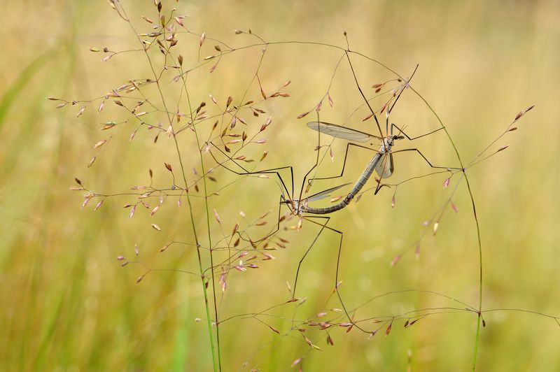 Колесо жизни. фото превью