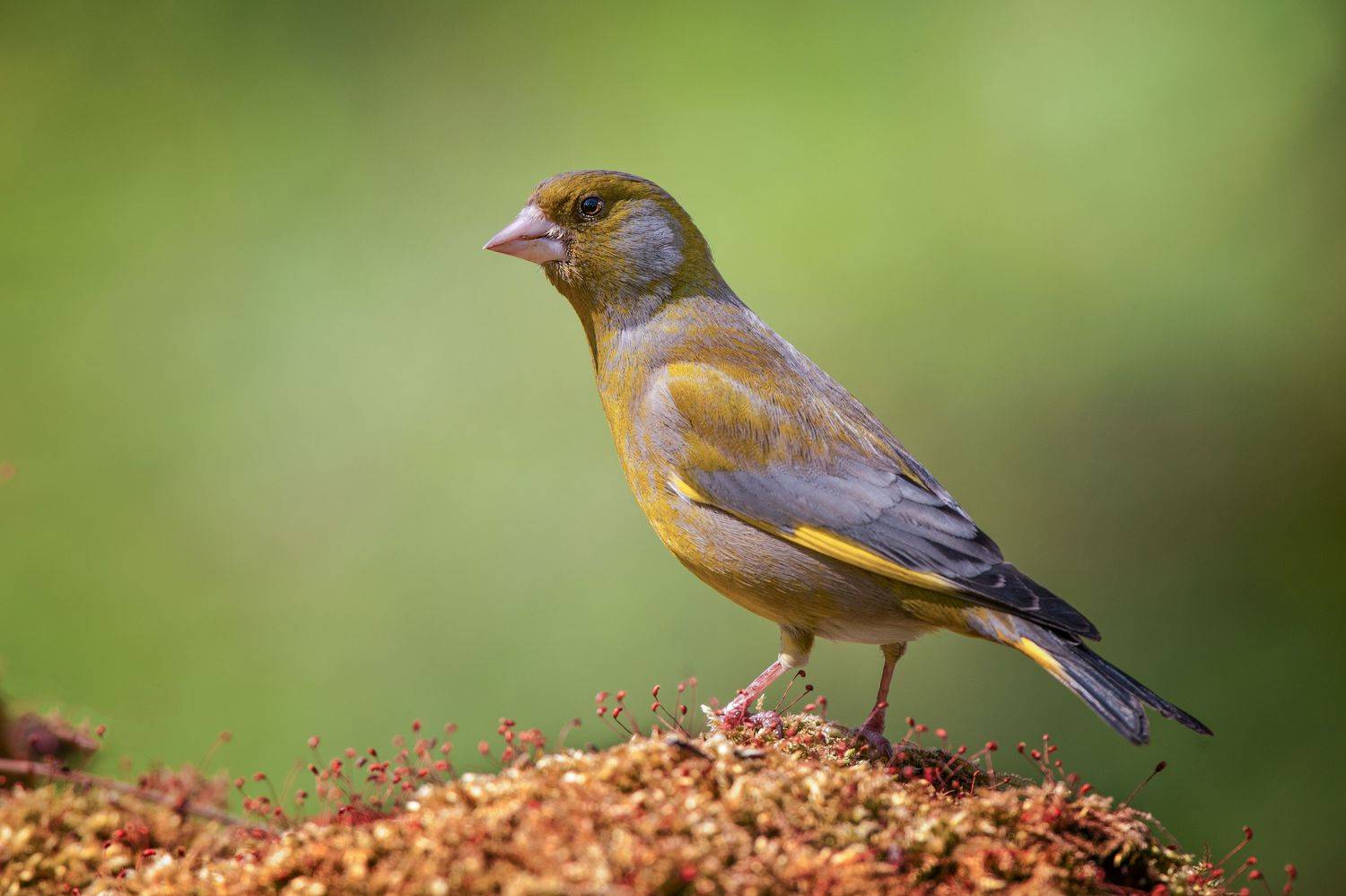 , Кулаков Юрий