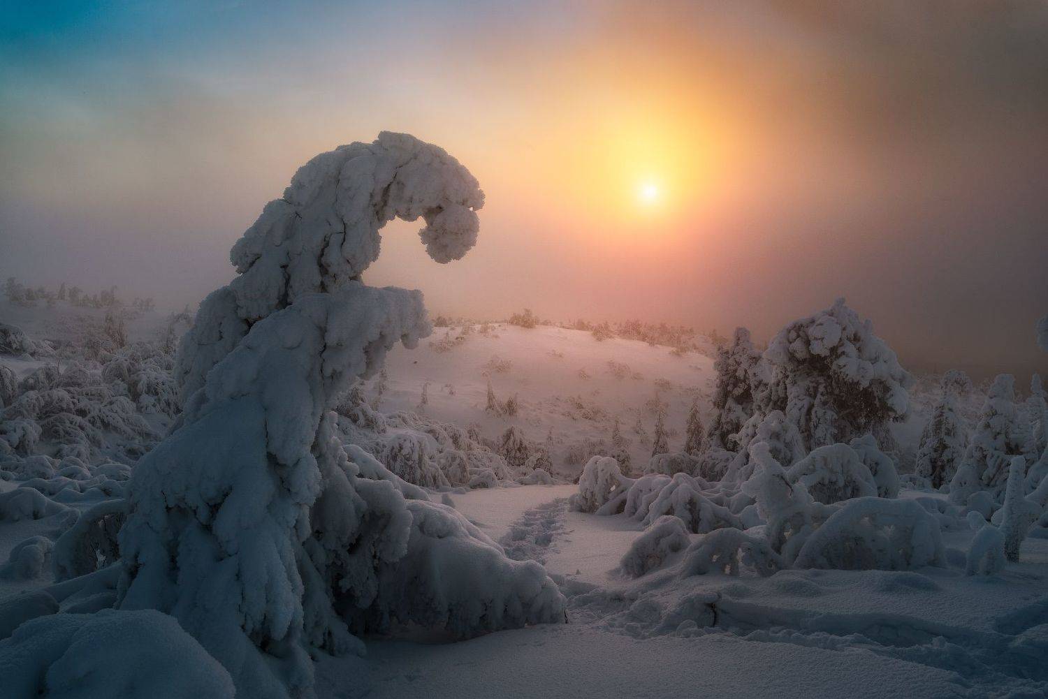 снег, солнце, елки, утро, , Cтанислав Малых