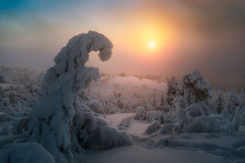 снег, солнце, елки, утро,  Среди снежных чудищ фото превью