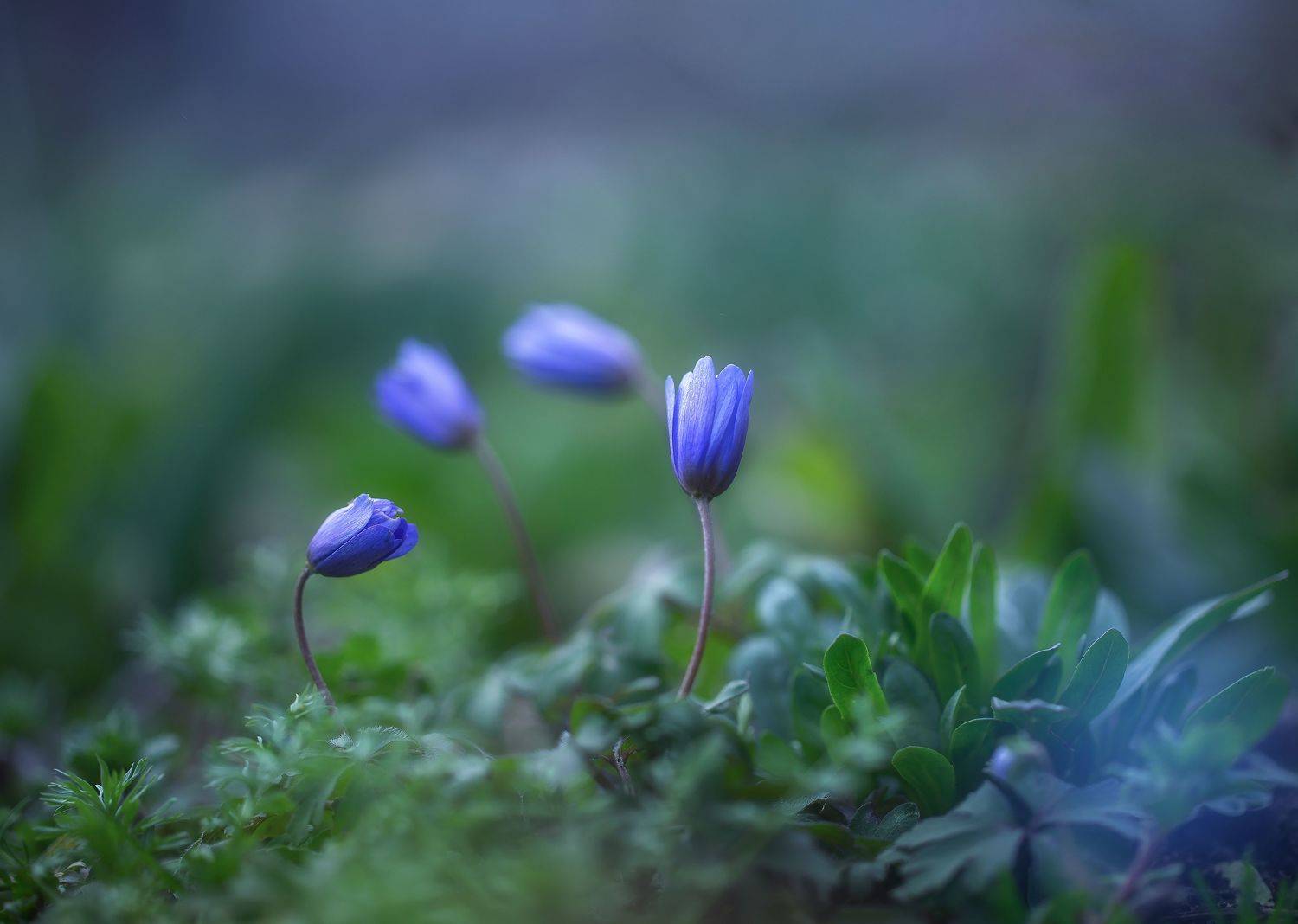 , Инна Сухова