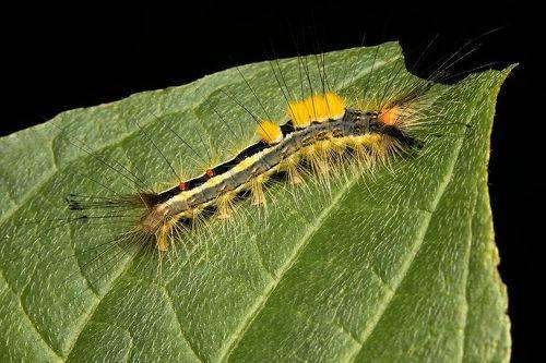 Whitemarked tussock moth