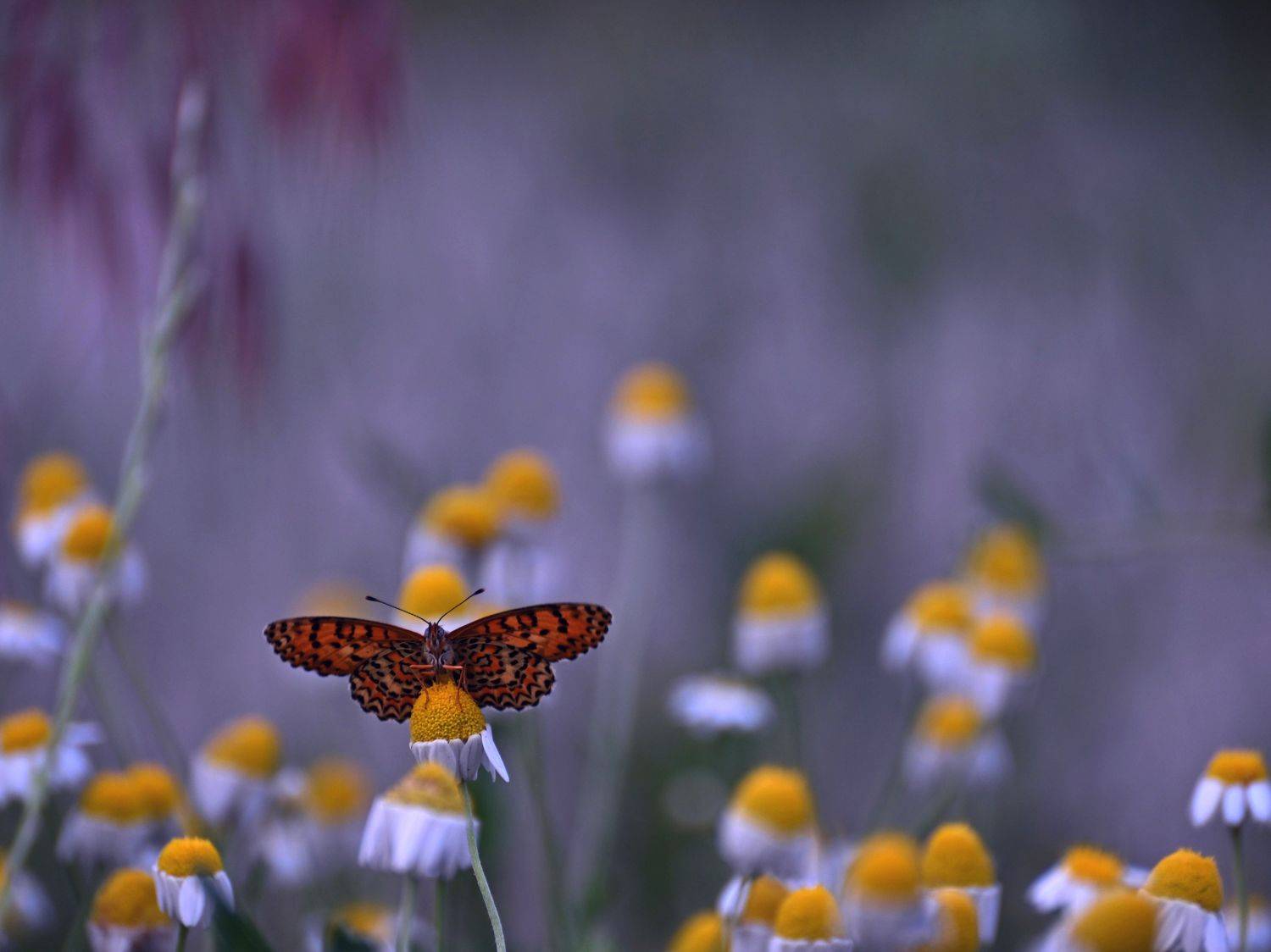 , Герчев Николай