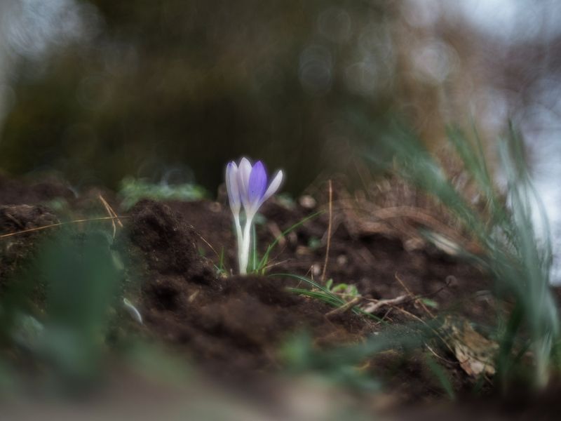 Пробуждение ду́хов весны. фото превью